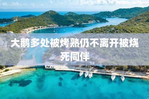 大鹅多处被烤熟仍不离开被烧死同伴