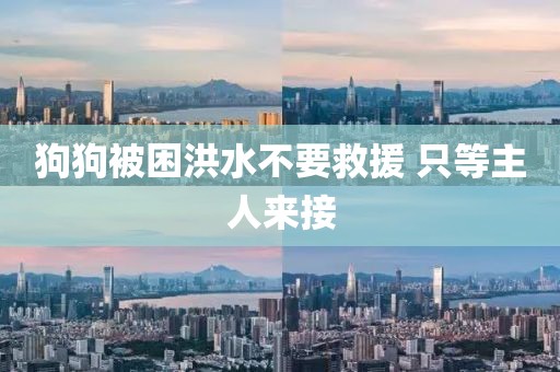 狗狗被困洪水不要救援 只等主人来接