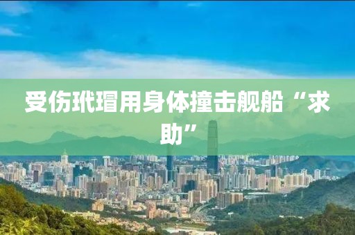 受伤玳瑁用身体撞击舰船“求助”