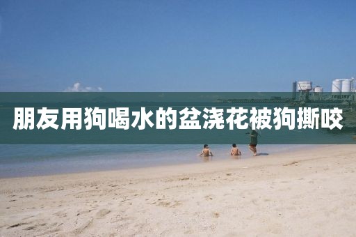 朋友用狗喝水的盆浇花被狗撕咬
