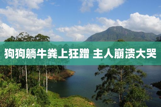 狗狗躺牛粪上狂蹭 主人崩溃大哭