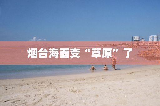 烟台海面变“草原”了