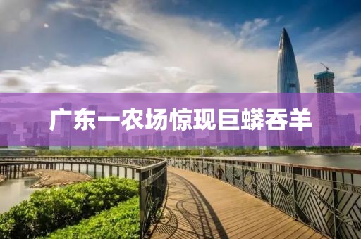 广东一农场惊现巨蟒吞羊