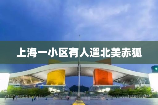 上海一小区有人遛北美赤狐