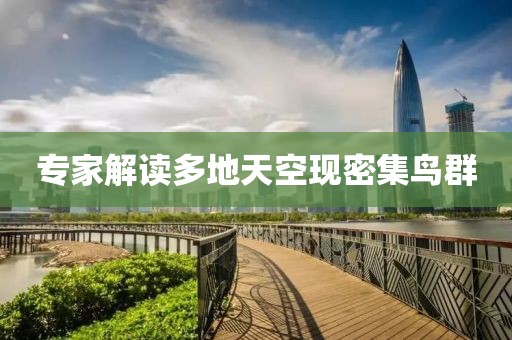 专家解读多地天空现密集鸟群