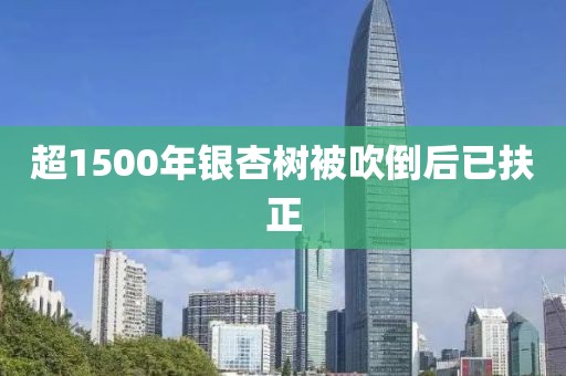 超1500年银杏树被吹倒后已扶正