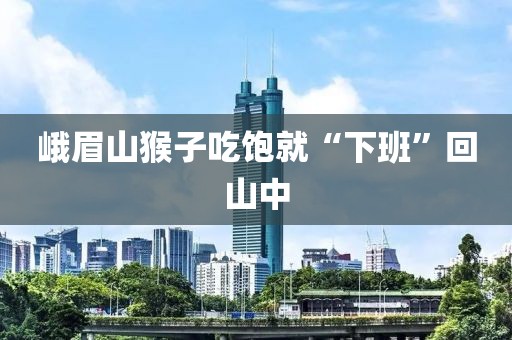 峨眉山猴子吃饱就“下班”回山中