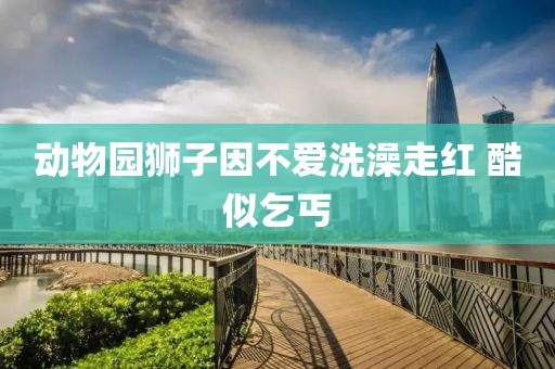 动物园狮子因不爱洗澡走红 酷似乞丐