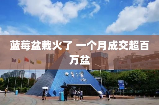蓝莓盆栽火了 一个月成交超百万盆