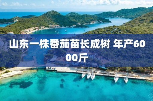 山东一株番茄苗长成树 年产6000斤