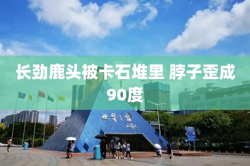 长劲鹿头被卡石堆里 脖子歪成90度