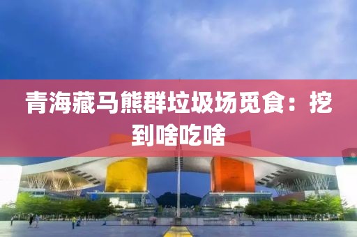 青海藏马熊群垃圾场觅食：挖到啥吃啥