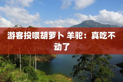 游客投喂胡萝卜 羊驼:真吃不动了