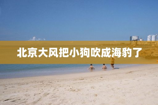 北京大风把小狗吹成海豹了