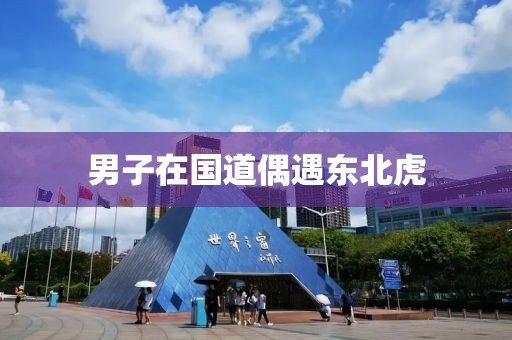 男子在国道偶遇东北虎