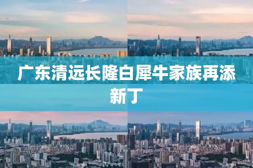 广东清远长隆白犀牛家族再添新丁