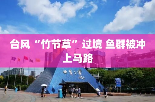 台风“竹节草”过境 鱼群被冲上马路