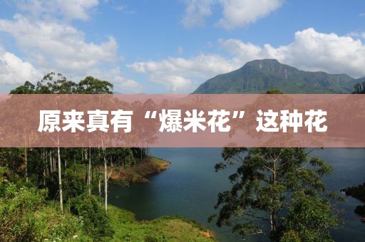 原来真有“爆米花”这种花